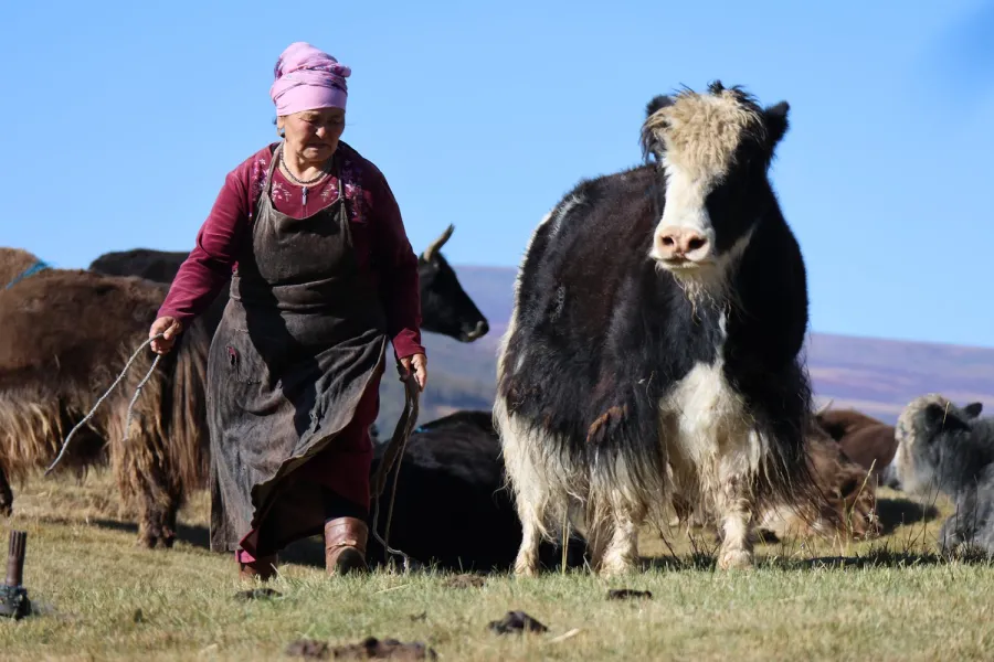 Mongolia Sketch: Nomad Life