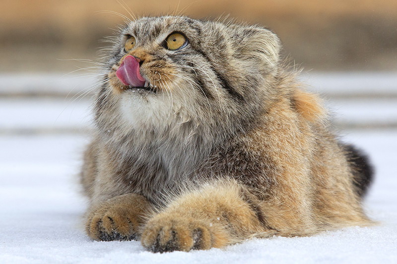 Photos of Adorable Manul, The Pallas's Cat in Mongolia