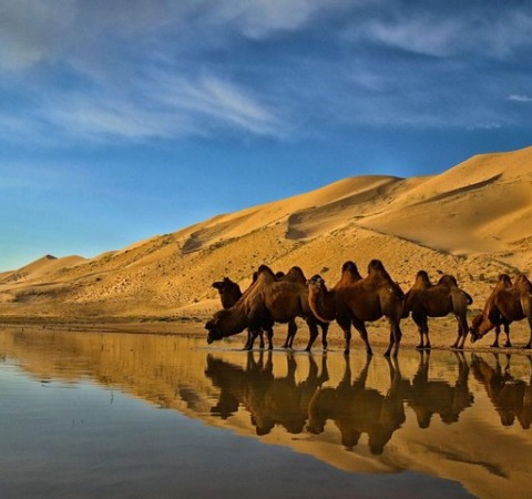 GOBI DESERT 