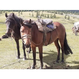 ADVENTURE IN ALTAI MONGOLIA