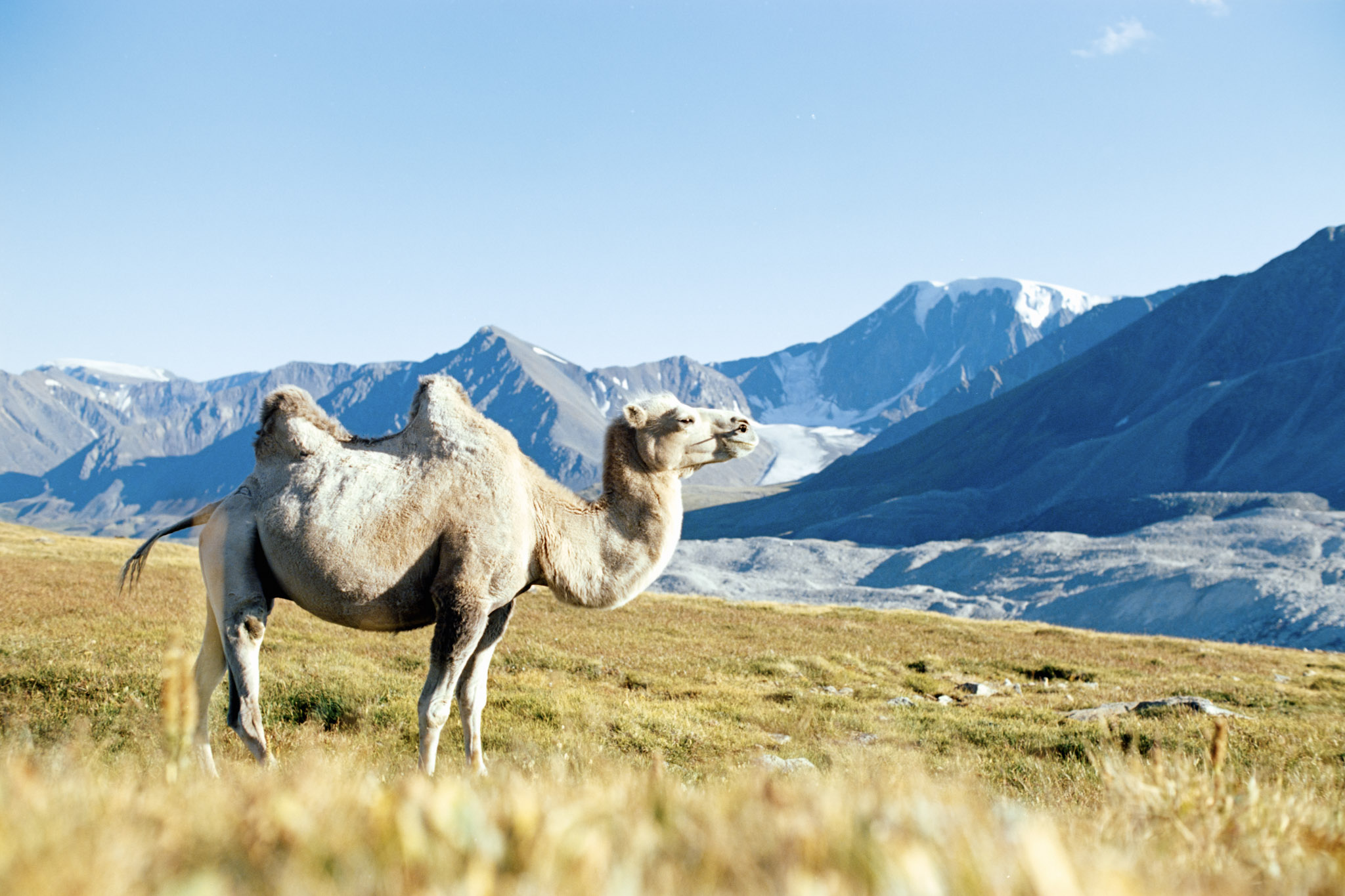 ALTAI TREKKING TOUR  IN MONGOLIA