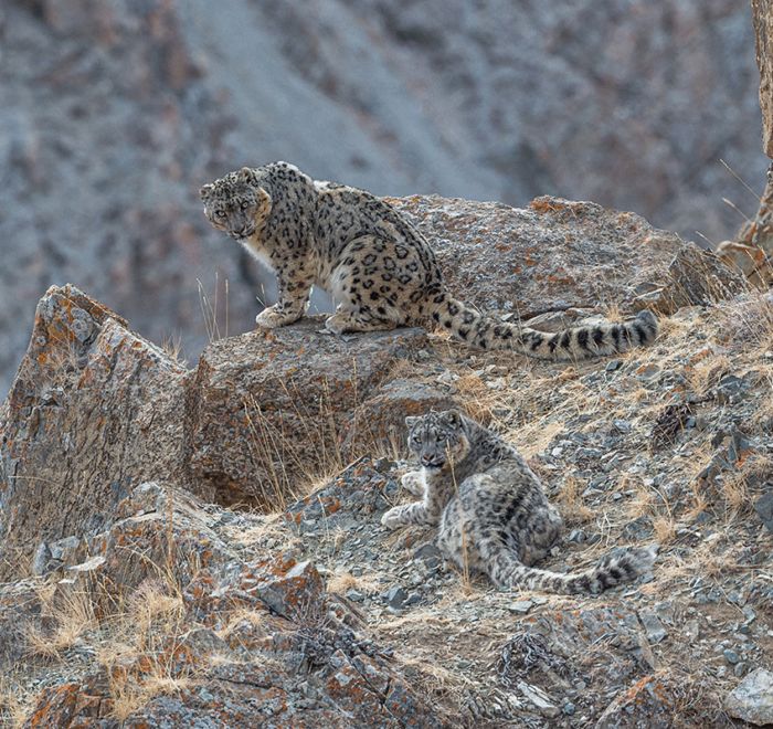 SNOW LEOPARD & PHOTO TOUR