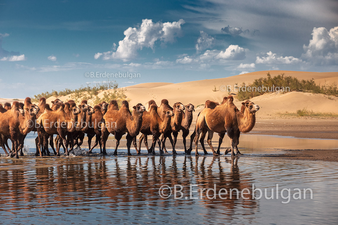 GOLDEN GOBI & ALTAI TAVAN BOGD COMBINED TOUR